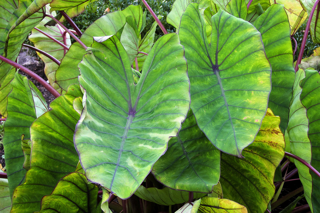 Big Leaves