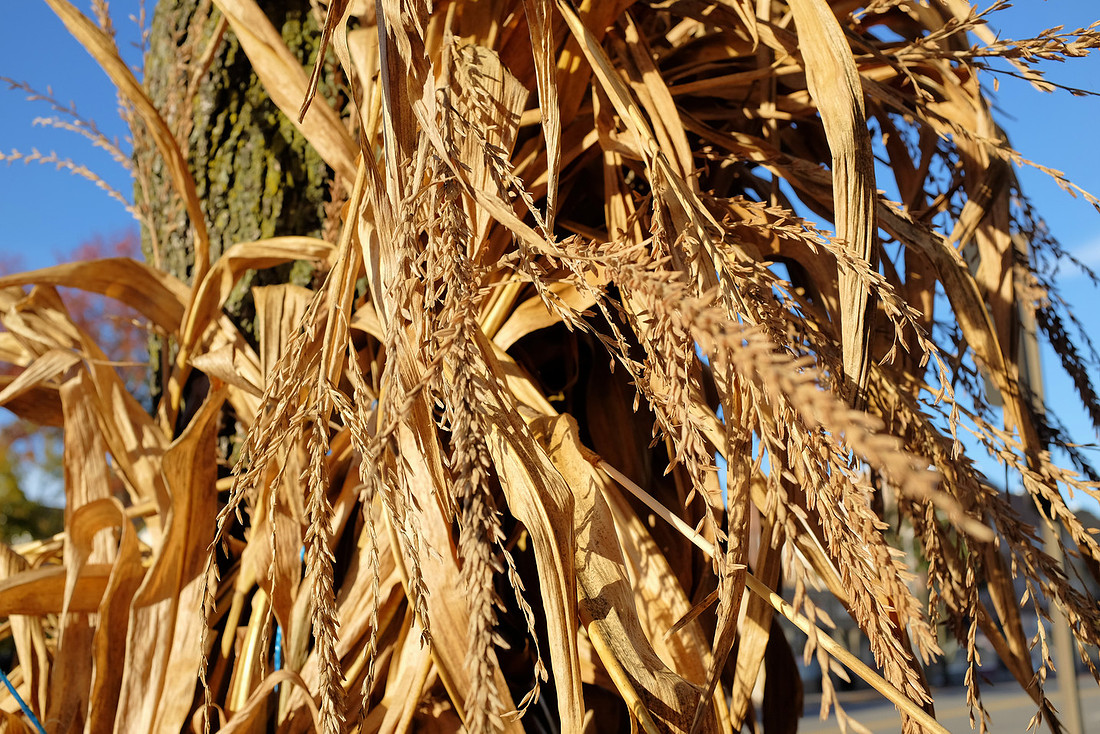 Corn
