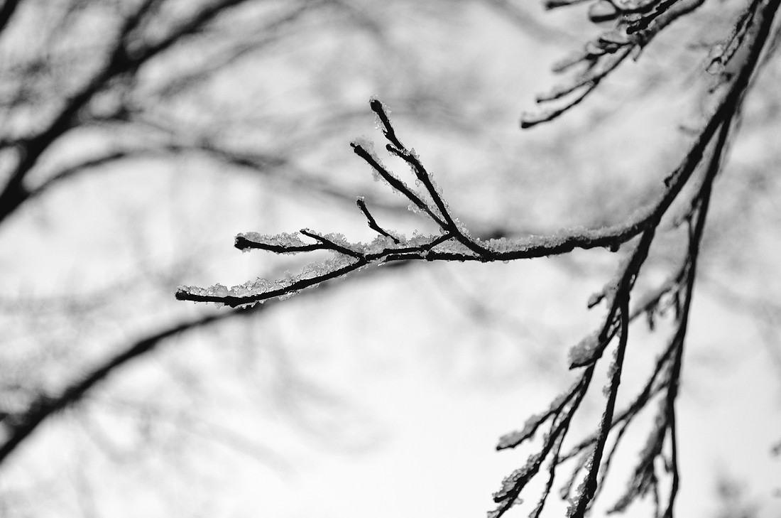 Shadow Branch