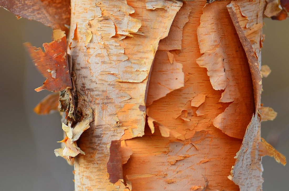 Bark
