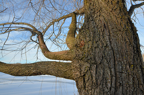 Three Limbs