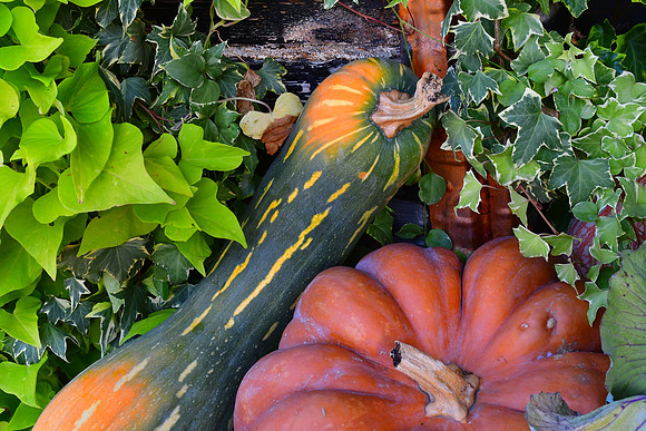 Fall Still Life