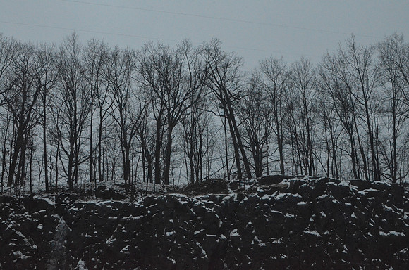 Moody Trees