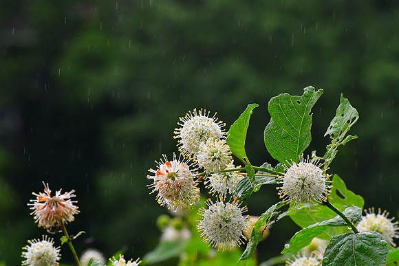 Rainy Spikes