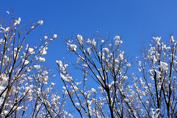 Winter Blossoms