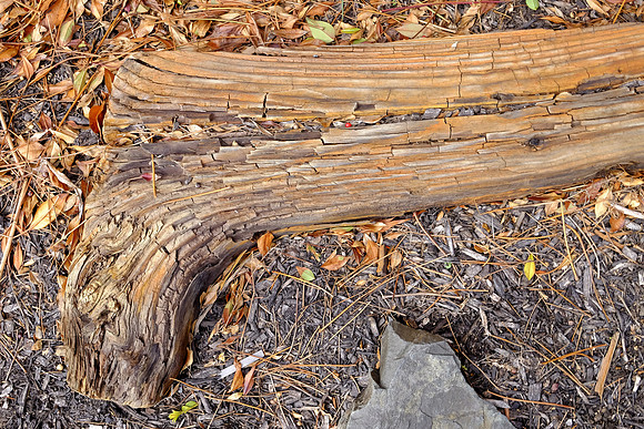 Root and Rock