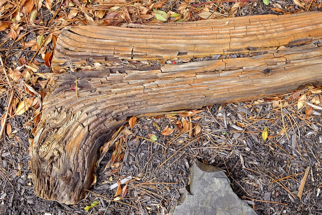 Root and Rock