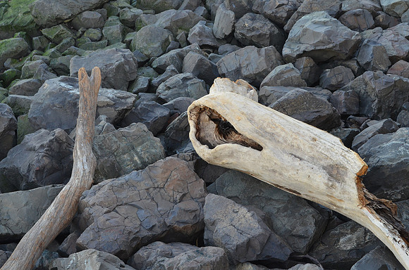 Driftwood on the Rocks