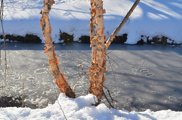 Peeling Birch
