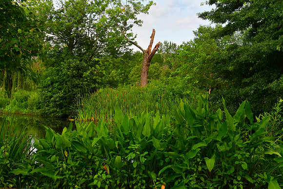 Broken Tree