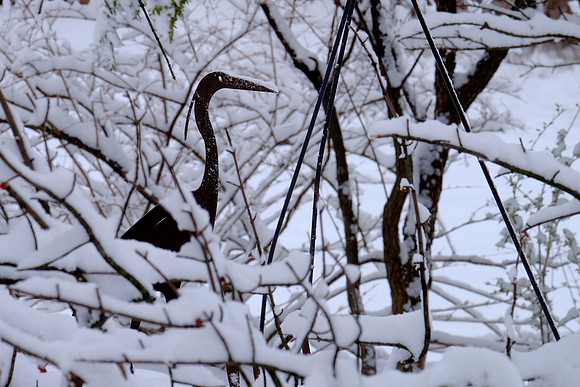 Snow Bird