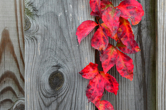 Fall Fence