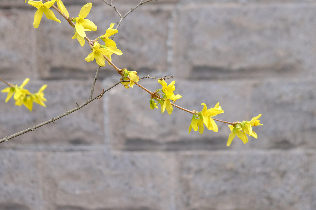 Spring Yellow