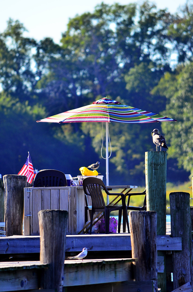 Dock Life
