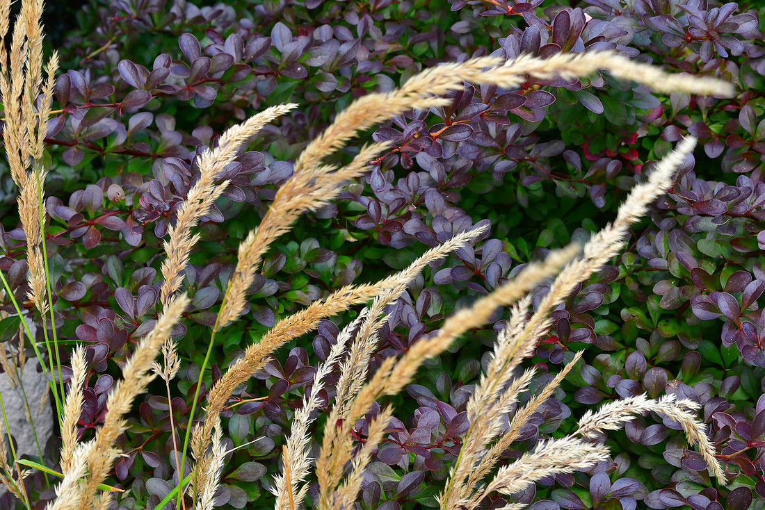 Windy Grass