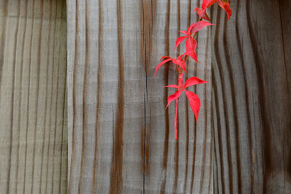 Fall Tendril