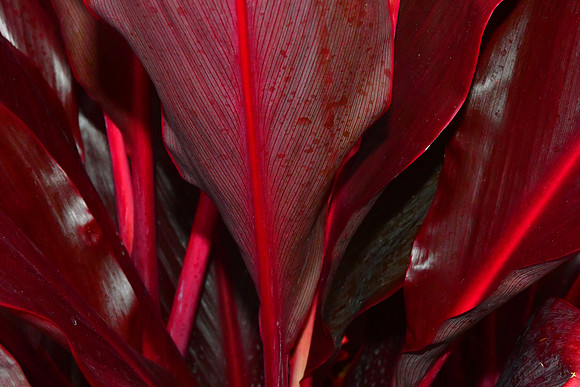 Red Veins