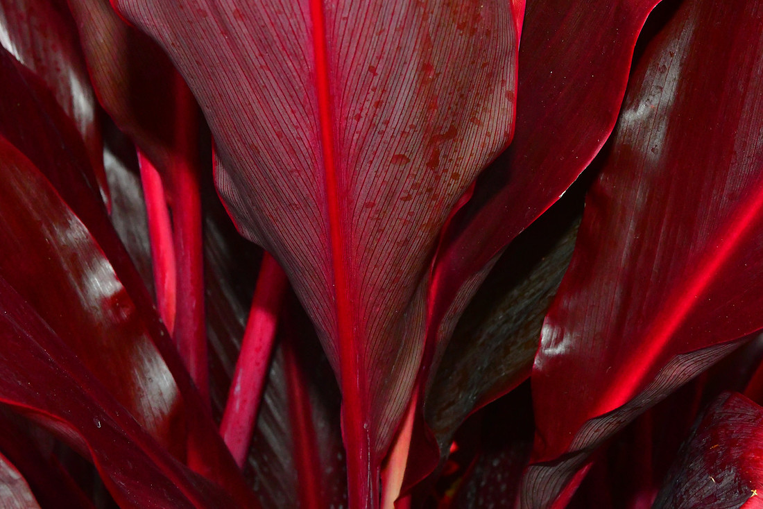 Red Veins