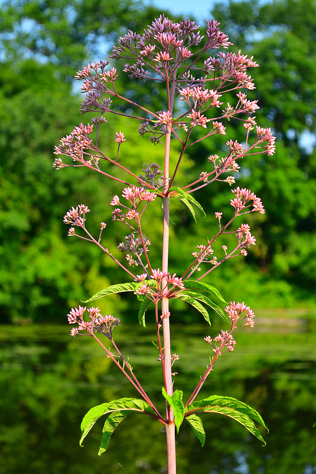 Single Stalk
