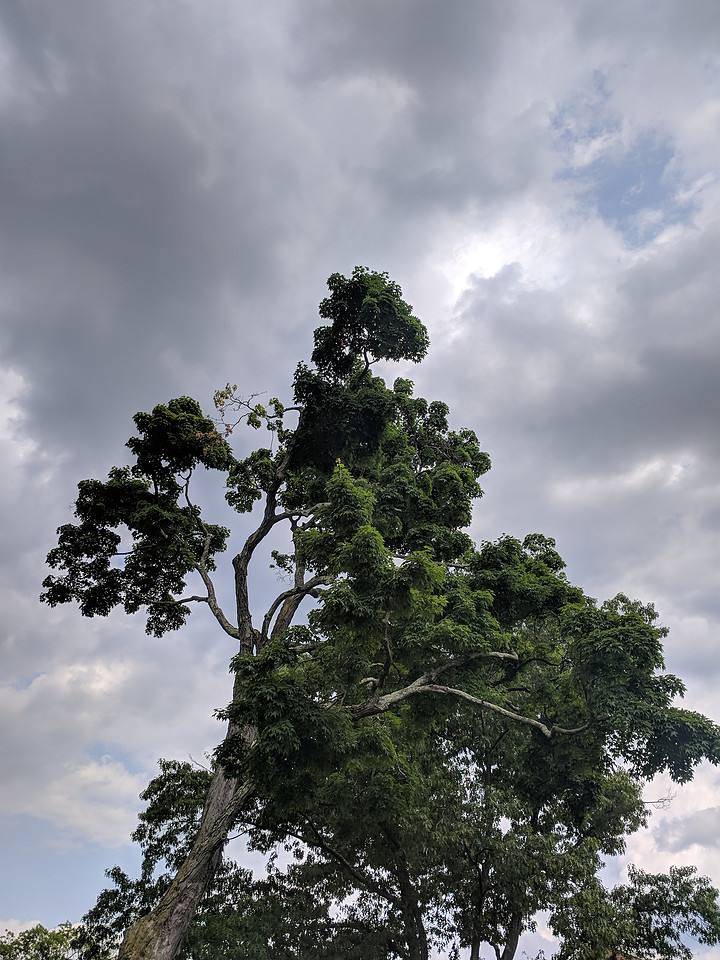 Stormy Tree