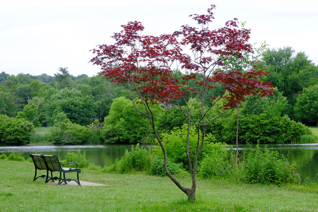 Bench and Tree