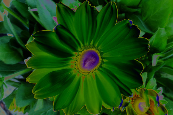 Solar Flower