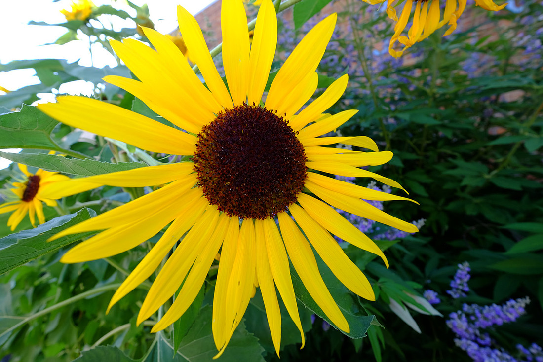 Sunny