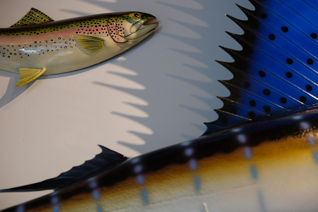 Fish and Shadows