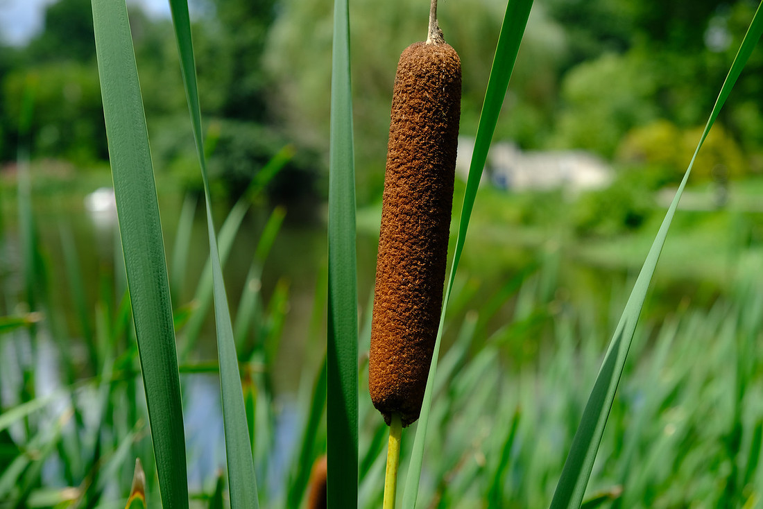 Typha