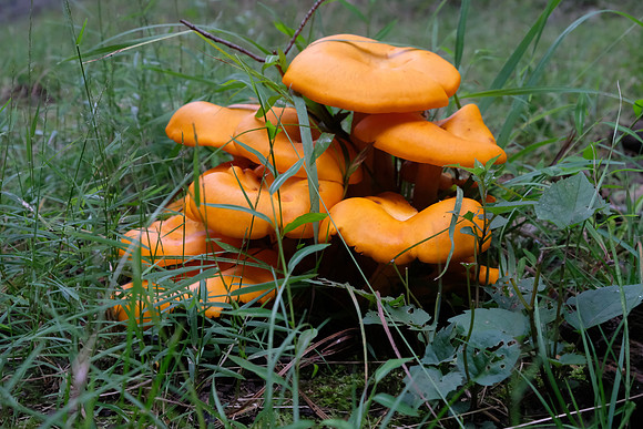 Orange Mushrooms