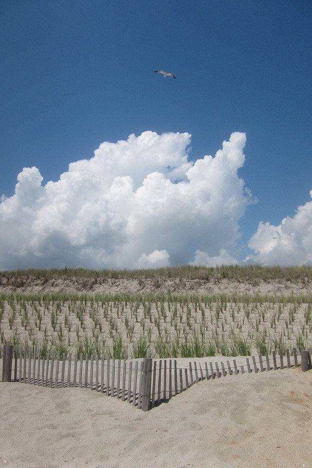 Dune Grass