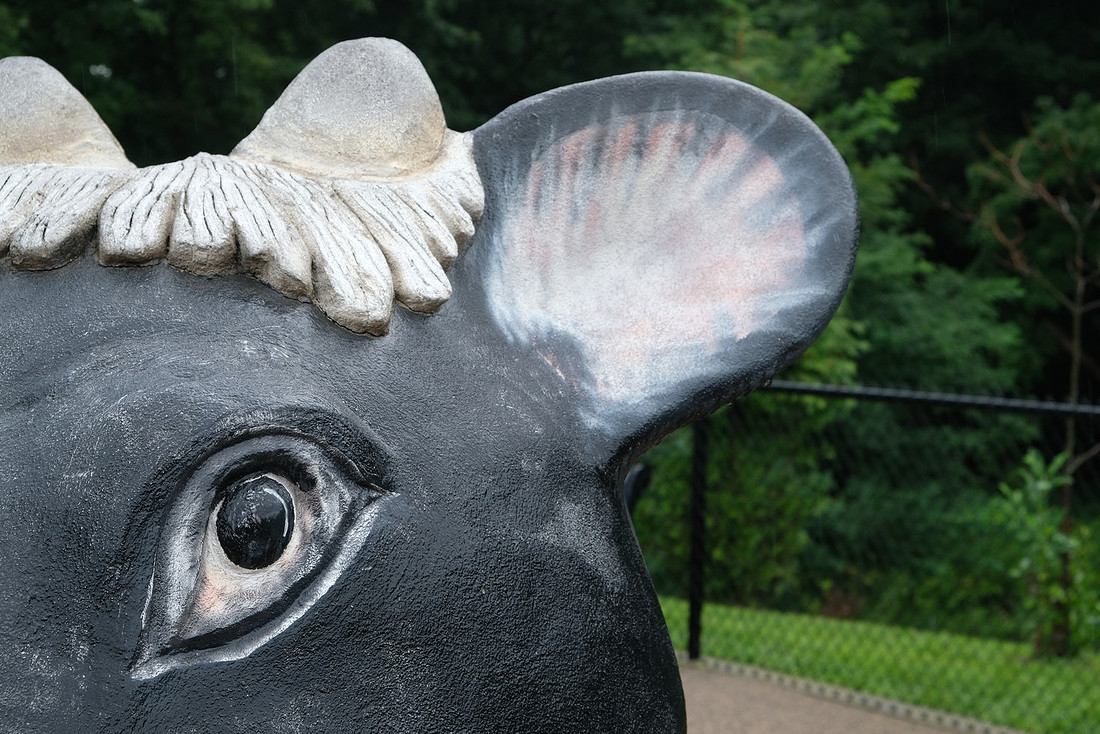 Cow Eye
