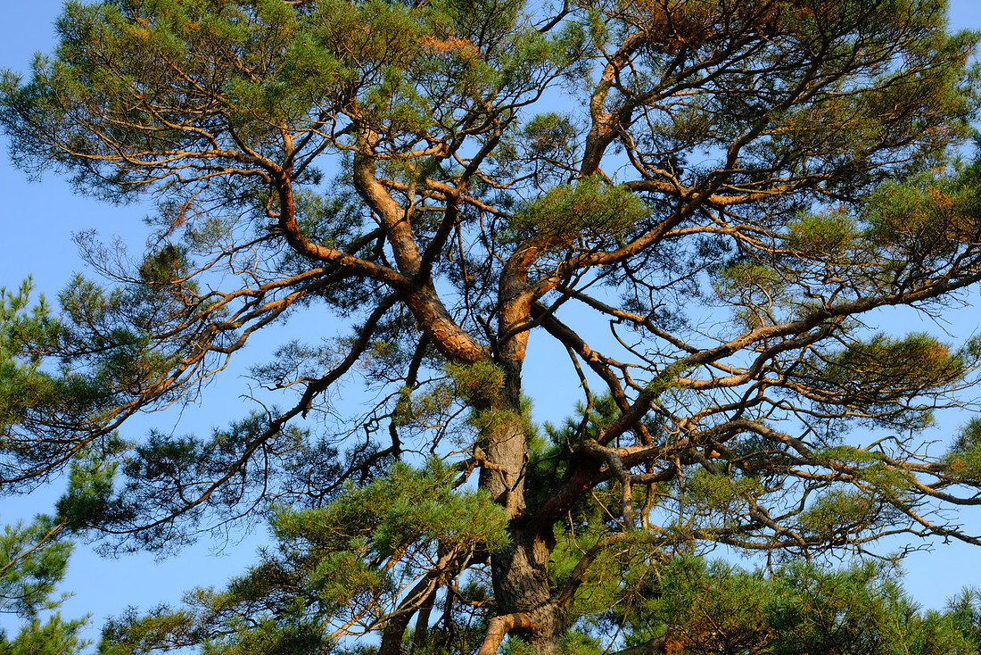 Twisted Tree