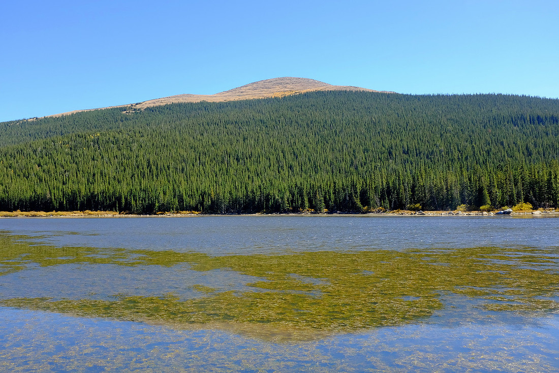 Tree Line