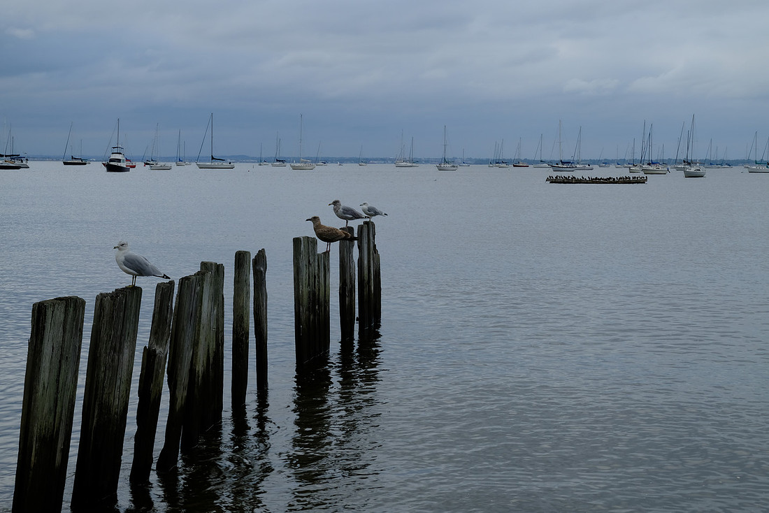 Birds and Boats