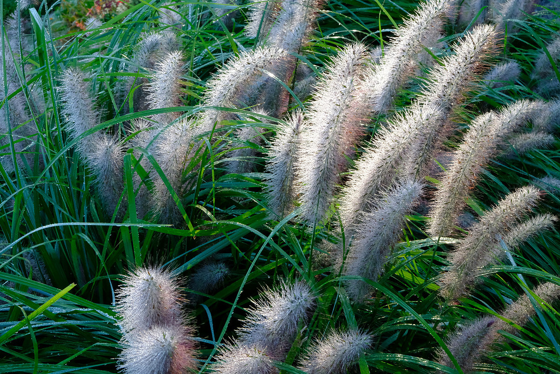 Puffy