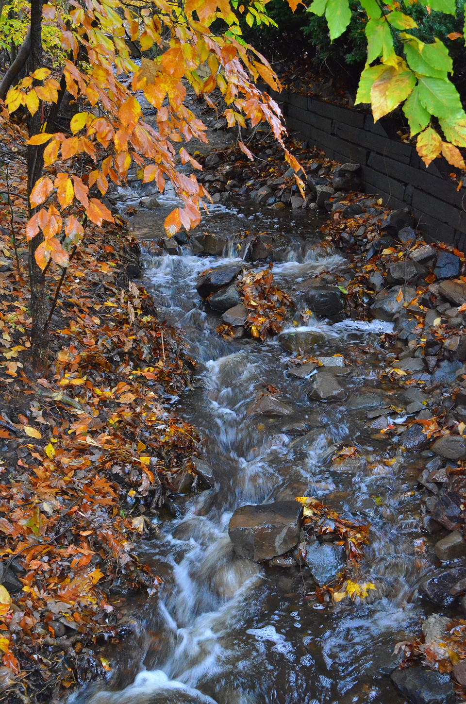 Leafy Brook