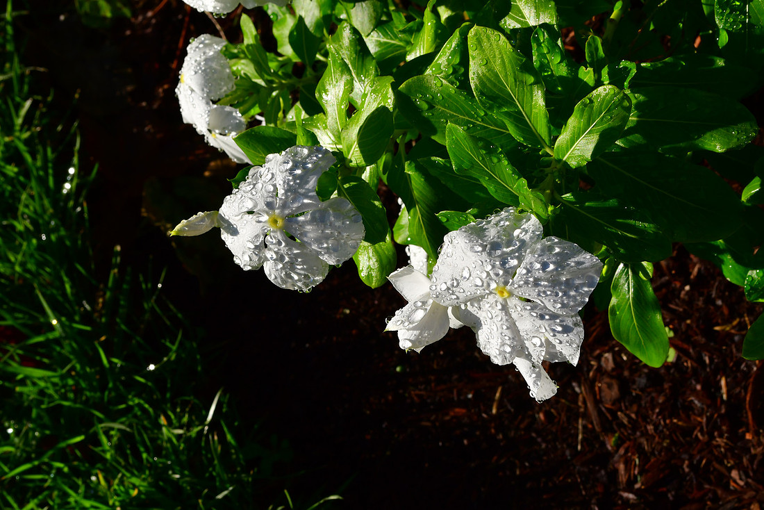 Wet White