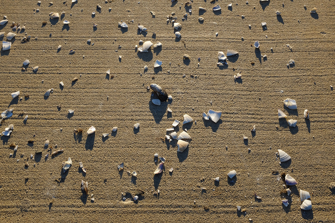 Shell Shards