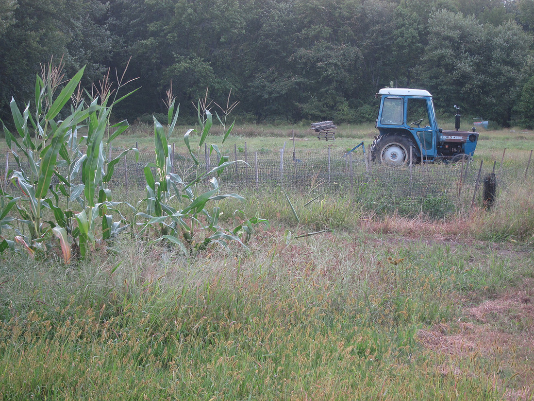 Corn