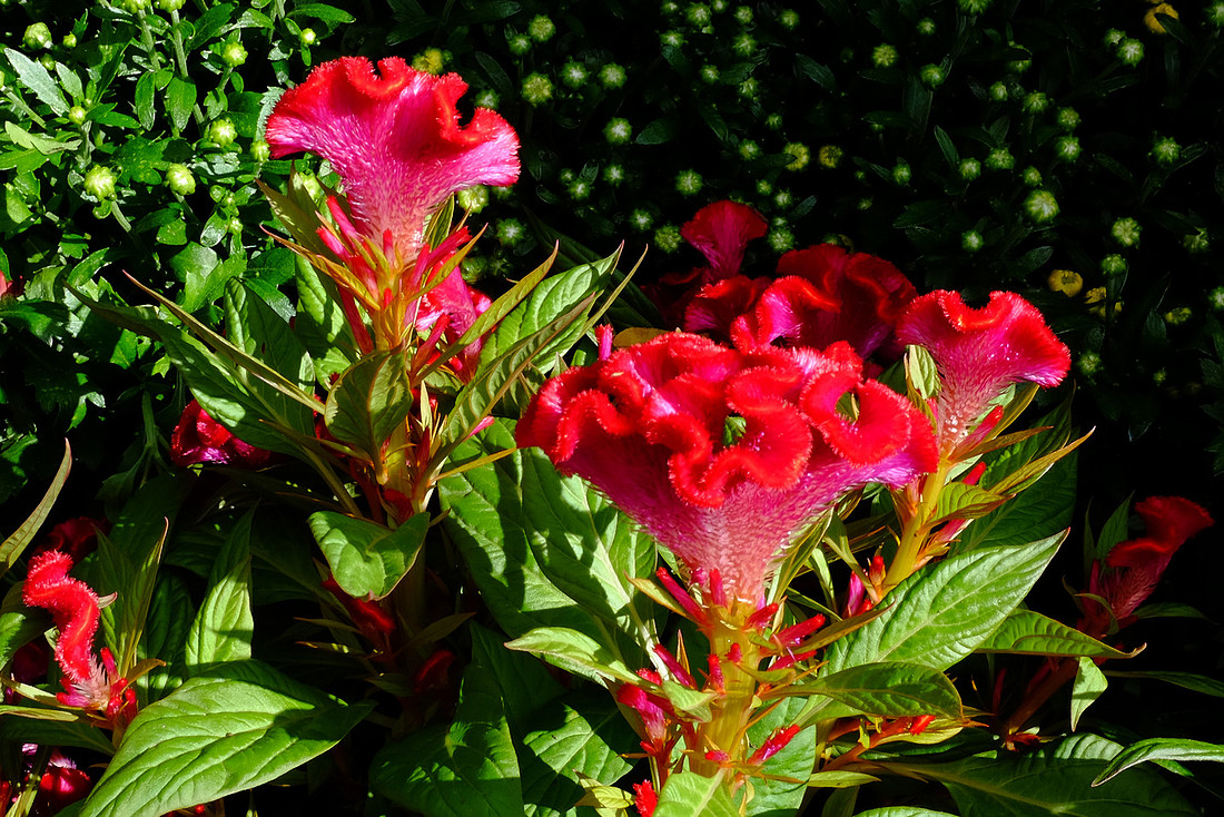Fuzzy Red
