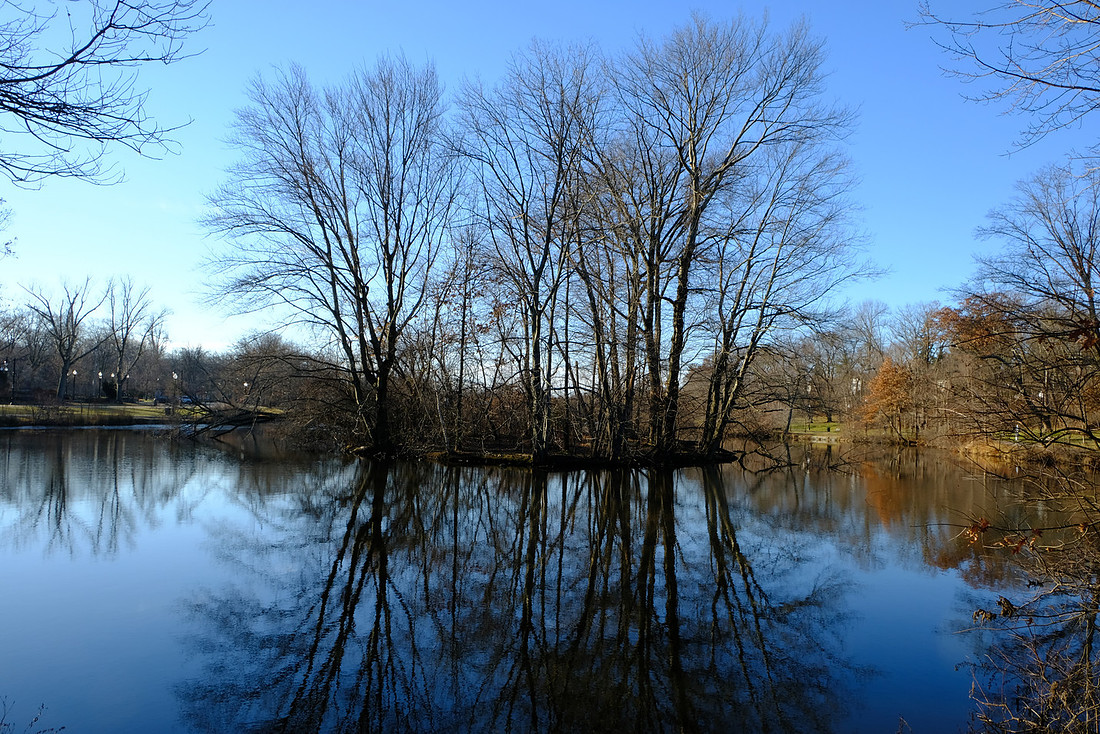 Winter Trees