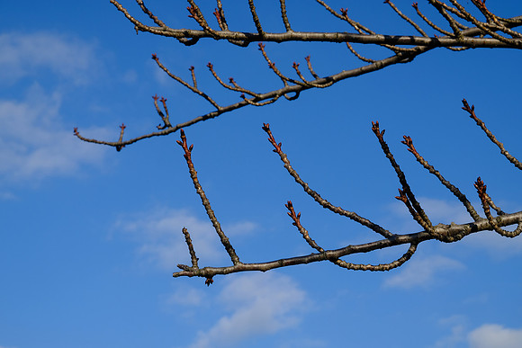 Bare Branches