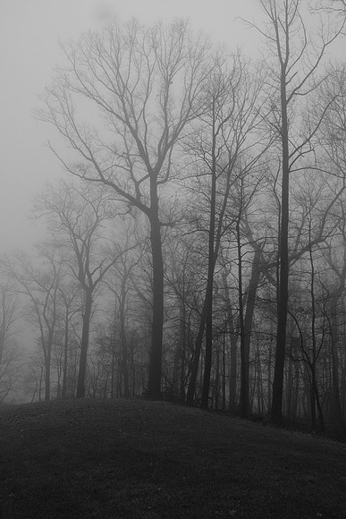 Foggy Trees