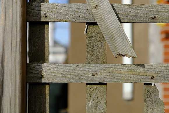 Broken Trellis