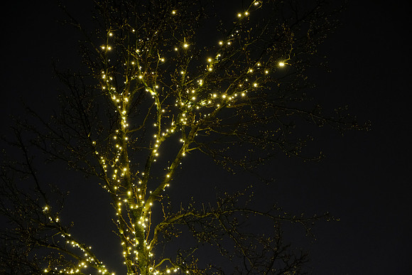 Tree Glow