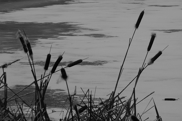 Winter Tails