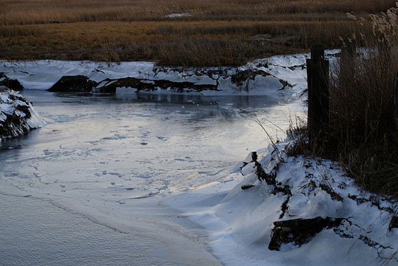 Frozen Marsh