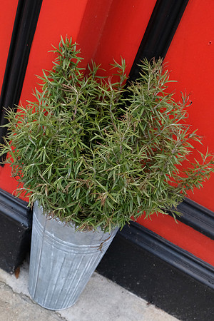 Corner Shrub