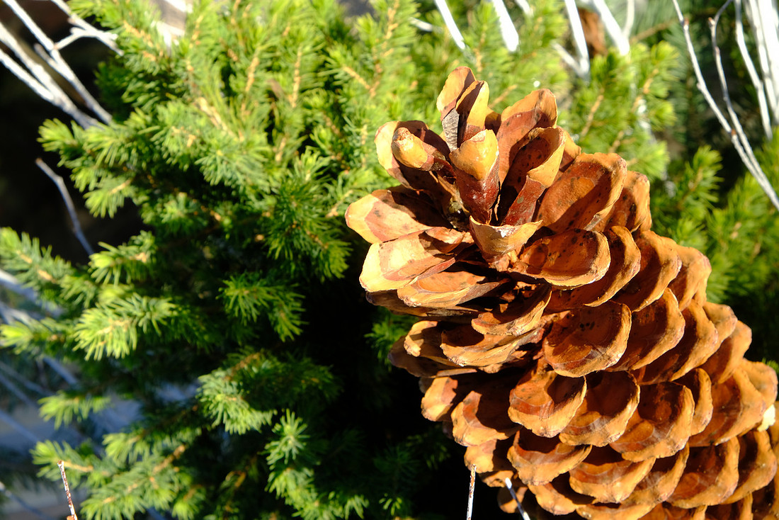 Pine Cone